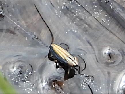 Ommatidiotus sp.